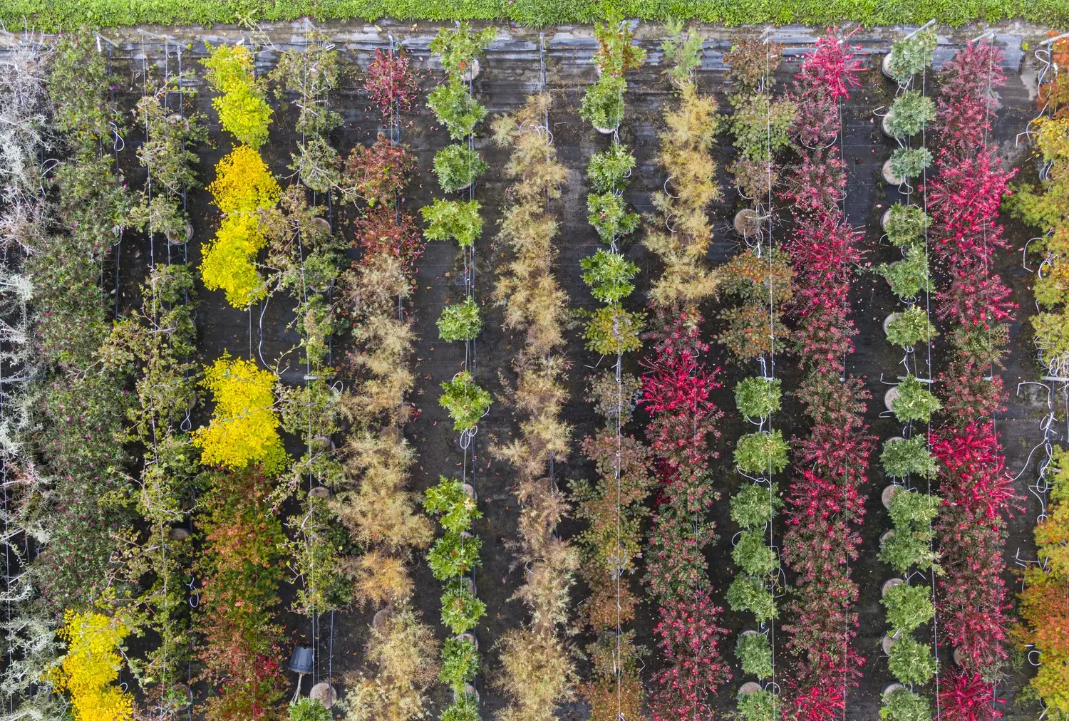 Vertical gardening: wykorzystanie pionowej przestrzeni w ogrodzie