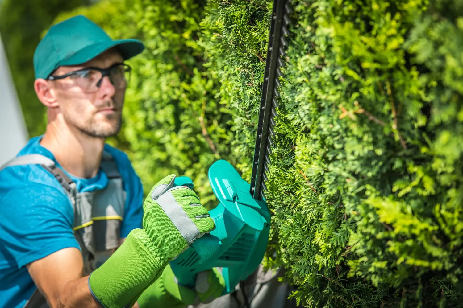 Żywopłoty formowane: naturalne granice i dekoracje ogrodu
